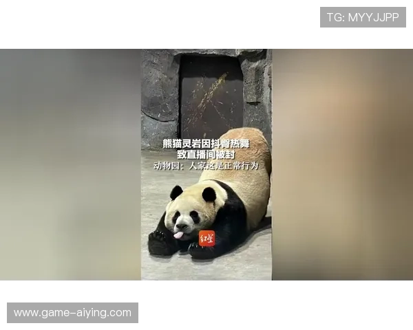 熊猫体育直播平台的最新更新内容及未来发展趋势分析